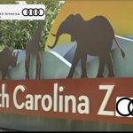 Audis & Animals at the NC Zoo