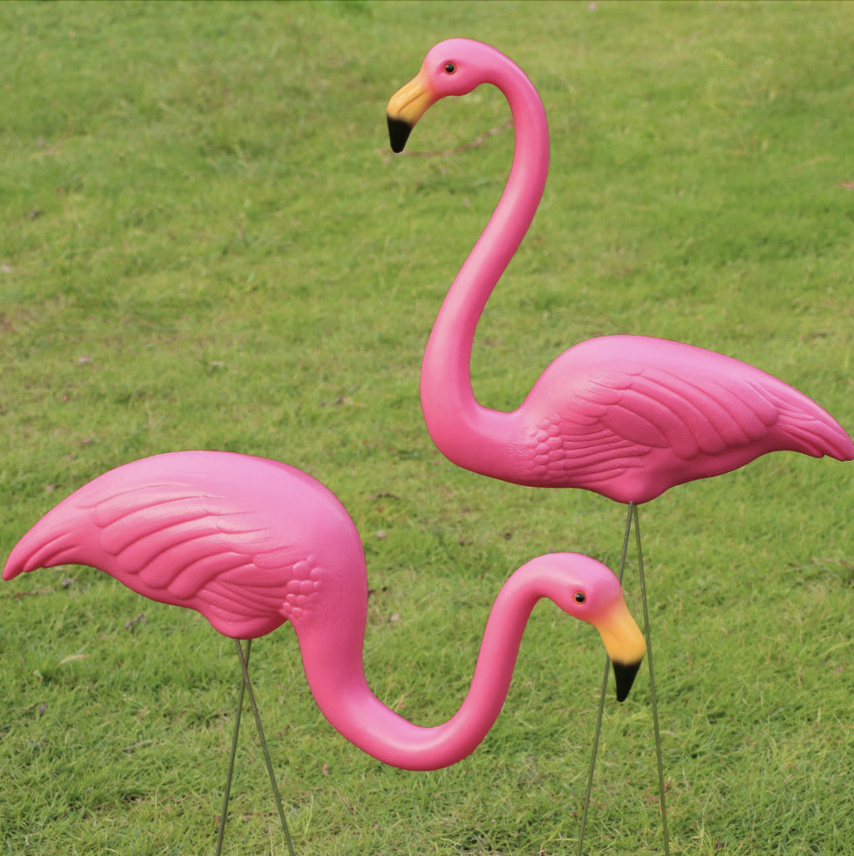 Pink Flamingos